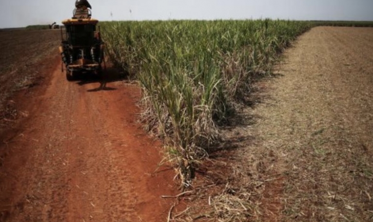 Usinas no Brasil reduzem alguma produção de açúcar para focar no etanol, diz Datagro