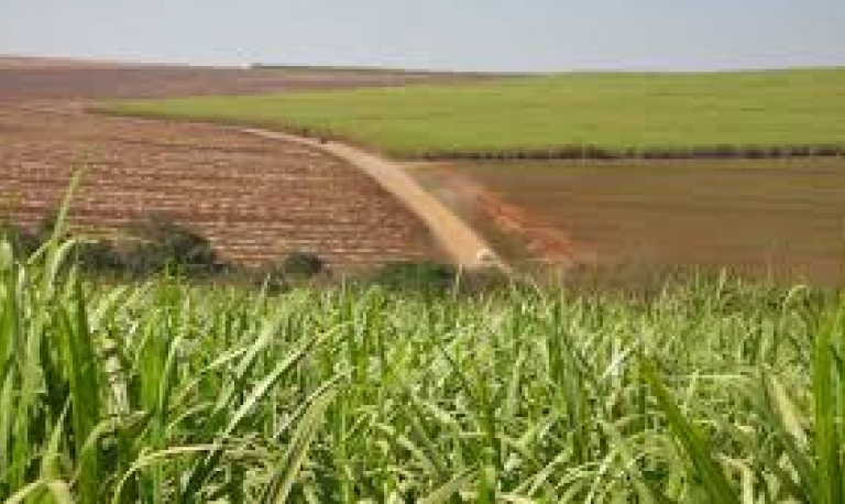 Atraso devido à seca faz safra de cana começar com queda na produção de açúcar e etanol